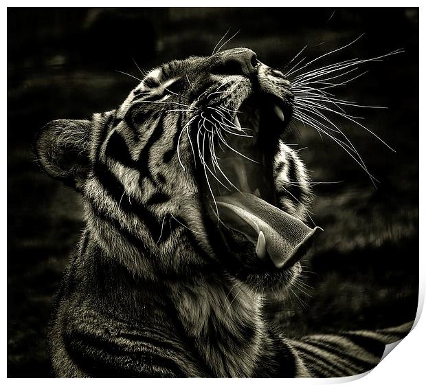  Bengal Yawn Print by Larry Flewers
