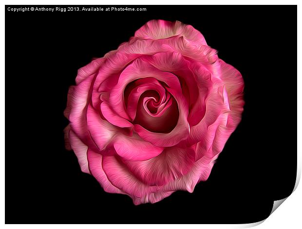 Rose Oil Print by Anthony Rigg