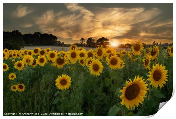 Sunflower Sunset. Print by Anthony Rigg