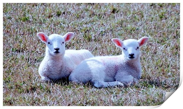 Spring Lambs Print by Kenny McNab