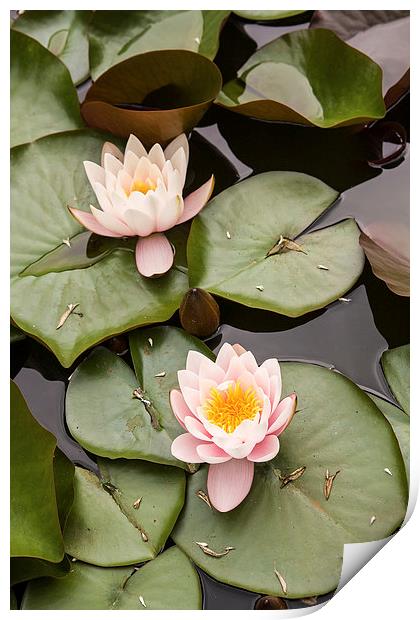 Water lilies Print by Robert Parma