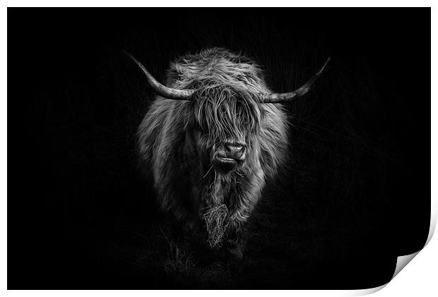 Highland Cattle Print by Amanda Stewart