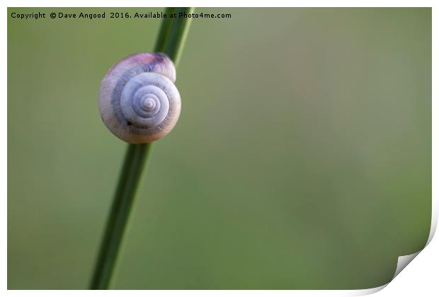Lonesome Snail Print by Dave Angood