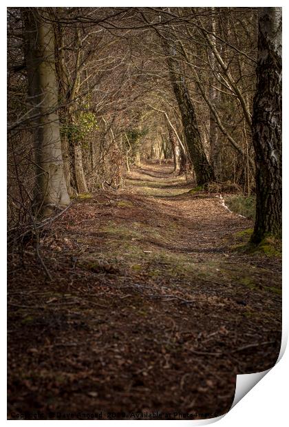 Woodland Canopy Print by Dave Angood