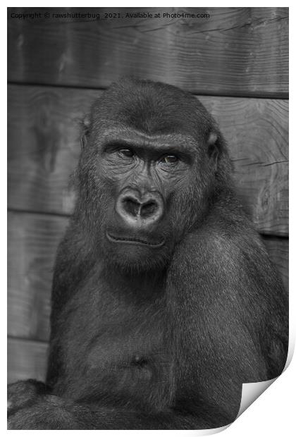 Gorilla Portrait Mono Print by rawshutterbug 