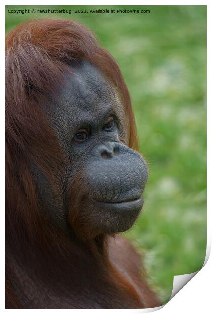 Orangutan Mother Portrait Print by rawshutterbug 