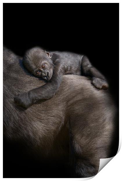Gorilla Baby Riding On Mum's Back Print by rawshutterbug 