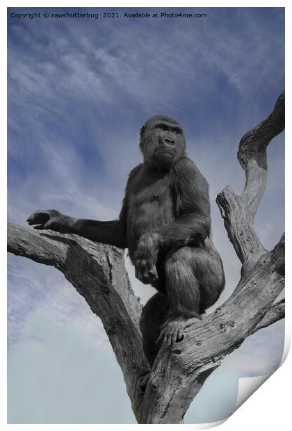 Gorilla In The Sky Print by rawshutterbug 