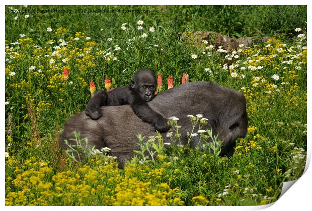 Gorilla Baby Holding On To His Mother Print by rawshutterbug 