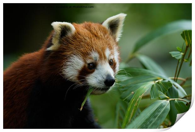 Red Panda Print by rawshutterbug 