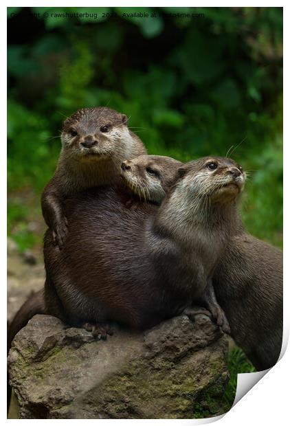 Three Otters Print by rawshutterbug 