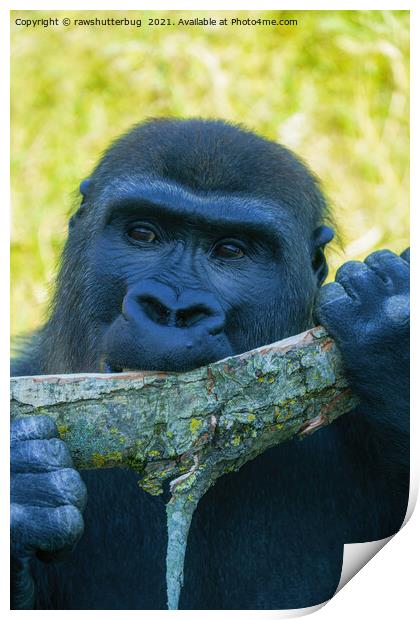 Gorilla Lunch Print by rawshutterbug 