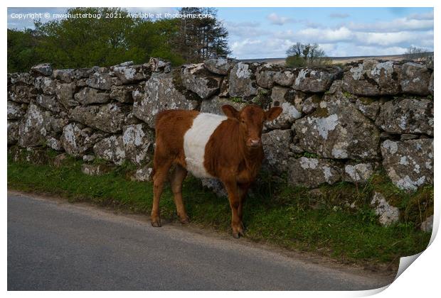 Belted Galloway Cow - Oreo Cow Print by rawshutterbug 