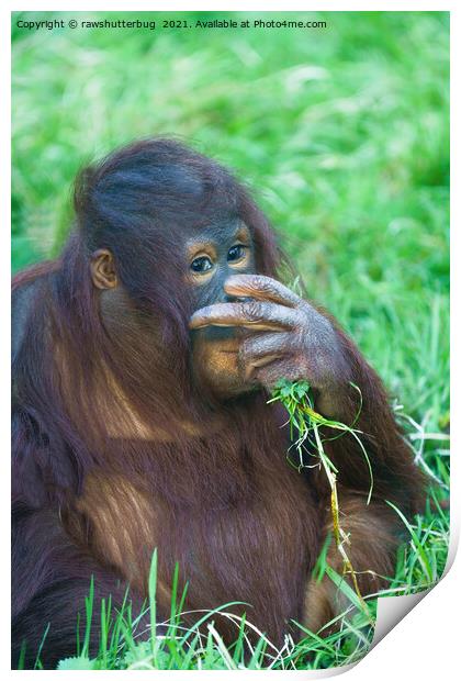 Sneaky Look From The Orangutan Youngster Print by rawshutterbug 