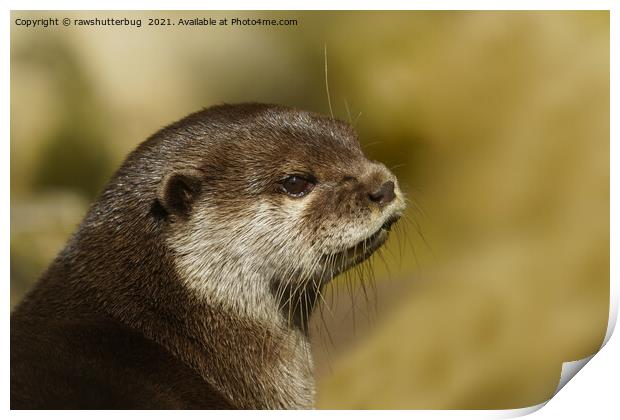 Otter Looking Over His Shoulder Print by rawshutterbug 