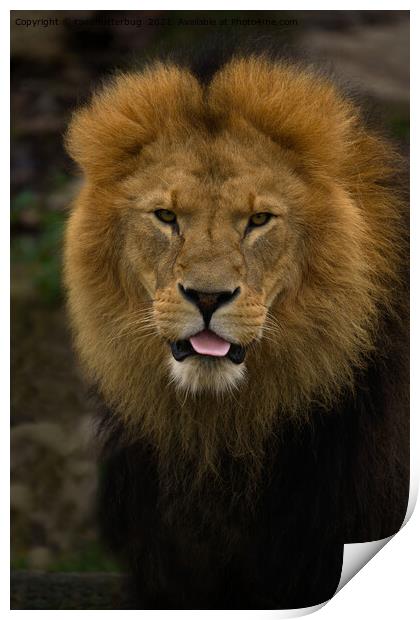 Majestic Lion Sticking Out His Tongue Print by rawshutterbug 
