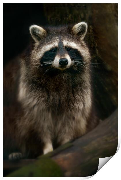 Raccoon Portrait Print by rawshutterbug 