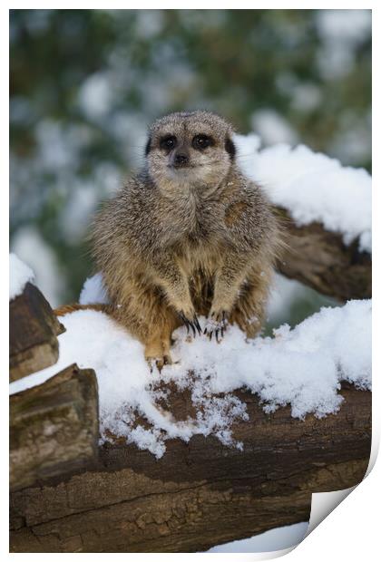 Meerkat In The Snow Print by rawshutterbug 