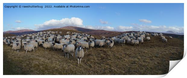 Scottish Blackface Sheep Herd Panorama Print by rawshutterbug 