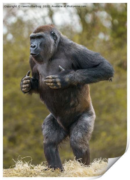 Chest Beating Gorilla Print by rawshutterbug 