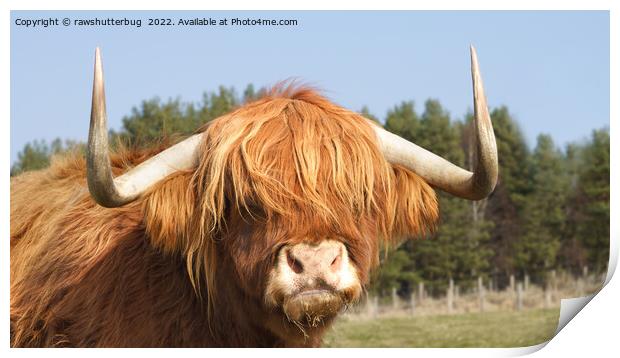 Shaggy-Haired Highland Cow Print by rawshutterbug 