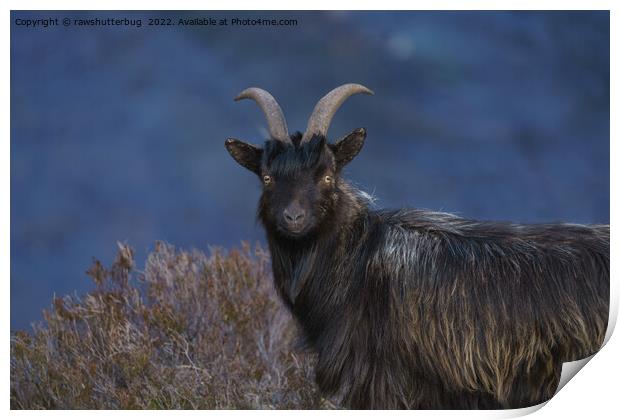 Scottish Wild Goat Print by rawshutterbug 
