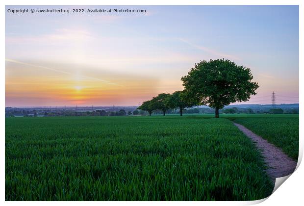Four Trees In A Row At Sunrise Print by rawshutterbug 