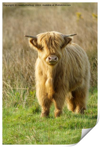 Highland Cow Print by rawshutterbug 