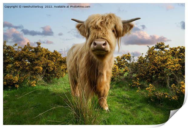 Young Highland Cow Print by rawshutterbug 