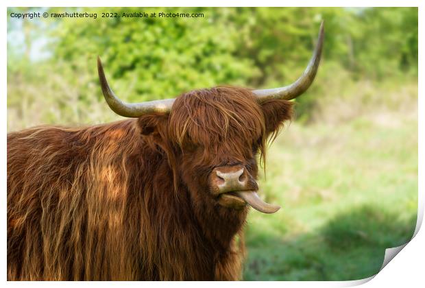 Highland Cow Sticking Out His Tongue Print by rawshutterbug 