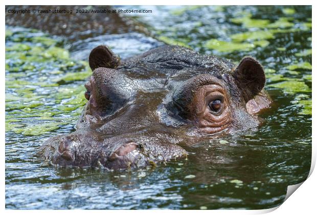 Hippo In The Water Print by rawshutterbug 