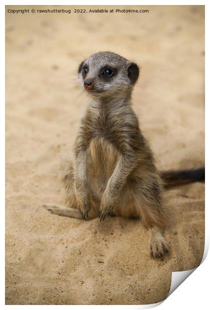 Baby Meerkat Sitting In The Sand Print by rawshutterbug 