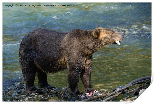 Wild Bear Got His Salmon At Toba Inlet Print by rawshutterbug 