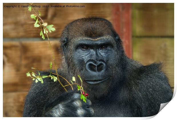 Gorilla And His Berries Print by rawshutterbug 