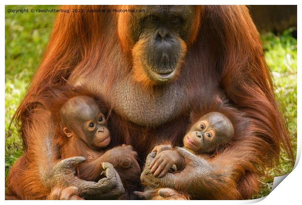 Orangutan Mother Holding Two Babies Print by rawshutterbug 