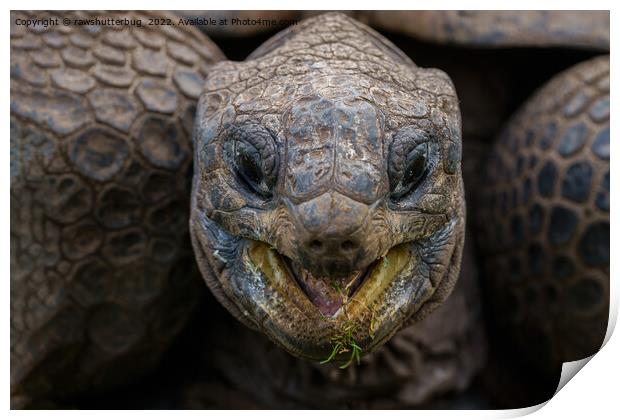 Giant Aldabra Tortoise Print by rawshutterbug 