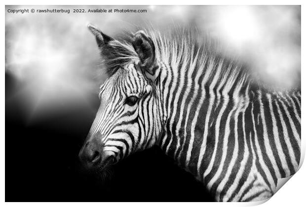 Zebra Foal Print by rawshutterbug 