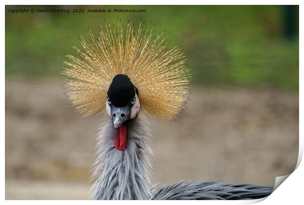 Grey crowned crane Print by rawshutterbug 