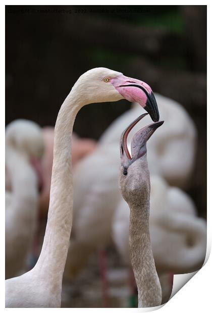 Flamingo Mother And Baby Print by rawshutterbug 