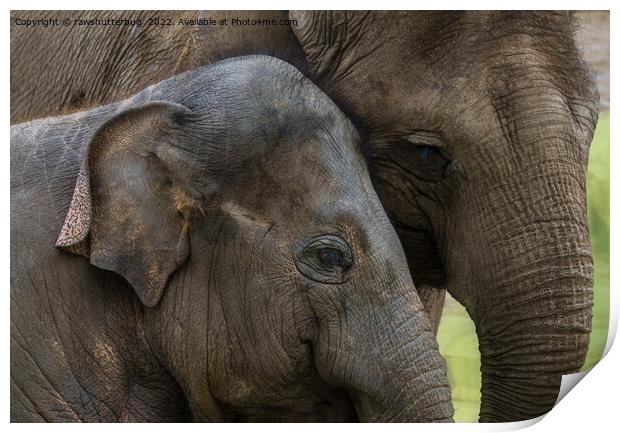 A Mother's Devotion Print by rawshutterbug 