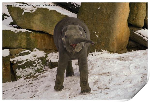 Trumpeting Baby Elephant In The Snow Print by rawshutterbug 