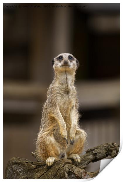 Posing Meerkat Print by rawshutterbug 