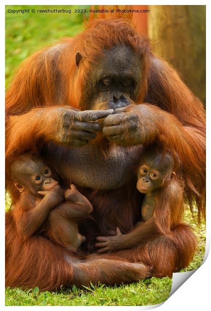 Orangutan Mother and Babies Print by rawshutterbug 