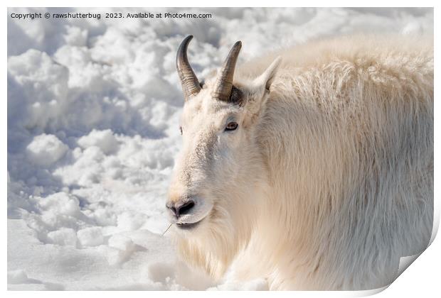 Mountain Goat In The Snow Print by rawshutterbug 