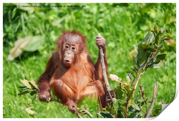 Endangered Orangutan: A Precious Climb Print by rawshutterbug 