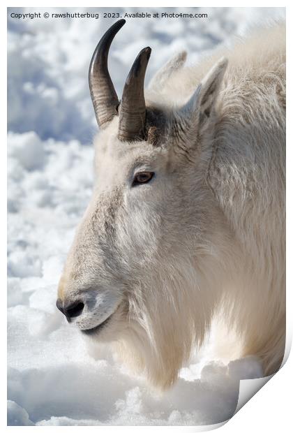  Rocky Mountain Goat Resting in Snow Print by rawshutterbug 