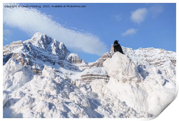 A Crow At Crowfoot Mountain Alberta Canada Print by rawshutterbug 