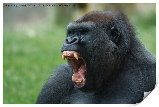 gorilla lope yawning Print by rawshutterbug 