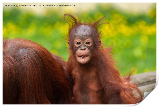 Quirky Charm of an Orangutan Baby Print by rawshutterbug 