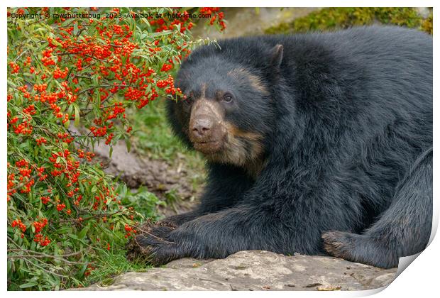 Spectacled Bear Lounging by Red Berries Print by rawshutterbug 